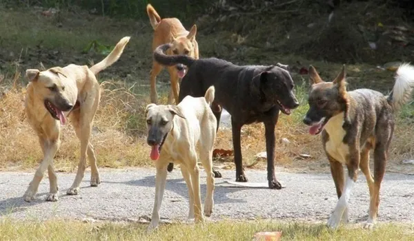 Κλείνει το καταφύγιο αδέσποτων ζώων; Παράταση ζητά ο Δήμος Αθηναίων.
